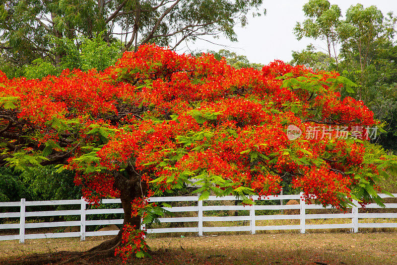 巴西Goias, chadi Veadeiros的单树